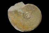 Aalenian Ammonite (Ludwigia) Fossil - France #152745-1